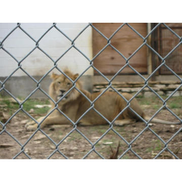 Clôture de liaison en chaîne galvanisée (YB-fence7)